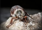 Cockchafer Beetle - John Scholey (Open)